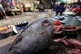 Pedagang menggelar Ikan segar yang dijual di Pasar Arumbai, Ambon, Maluku, Senin (2/2). Cuaca laut yang bergelombang dan berombak membuat persediaan ikan segar berkurang di Ambon, sehingga harganya melonjak. ANTARA FOTO/Izaac Mulyawan/Asf/Spt/15.