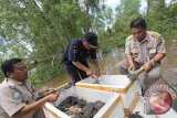 Petugas Pengawasan Sumber Daya Kelautan dan Perikanan  (PSDKP) dan Balai Karantina Hewan Bandara Syamsudin Noor Banjarmasin melepaskan tali yang mengikat kepiting  sebelum di lepasliarkan di perairan Barito Kalimantan Selatan, Kamis (26/2).  Selama Februari 2015 Karantina Hewan Bandara Syamsudin Noor Banjarmasin telah menyita 7 kali pengiriman kepiting bakau bertelur sebanyak 400 ekor lebih yang menyalahi Peraturan Menteri No.1 Tahun 2015. Foto Antaranews Kalsel/Herry Murdy Hermawan