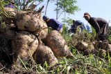 Kediri (Antara Jatim) - Buruh tani memanen buah bengkuang (Pachyrhizus erosus) di kawasan Desa Ketami, Kabupaten Kediri, Jawa Timur, Sabtu(21/2). Pada musim panen kali ini harga bengkuang naik dari harga Rp. 1.300 menjadi Rp. 2.100 perkilogramnya, Hasil panen bengkuang daerah tersebut didistribusikan ke pabrik kosmetik di kawasan Mojokerto dan Sidoarjo. FOTO Rudi Mulya/15