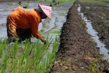 Sidoarjo (Antara Jatim) - Buruh tani menanam bibit padi di lahan persawahan di Gedangan, Sidoarjo, Jawa Timur, Sabtu (14/2). Perusahaan Umum Bulog Divisi Regional Jawa Timur menargetkan produksi beras untuk tahun 2015 sebesar 1,1 juta ton atau naik 30 persen dari target sebelumnya 700 ribu ton. Beras tersebut berasal dari 13 Divisi Regional Sub-Bulog yang tersebar di seluruh Jawa Timur. FOTO Suryanto/15/Chan.