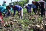 Kediri (Antara Jatim) - Buruh tani memanen buah bengkuang (Pachyrhizus erosus) di kawasan Desa Ketami, Kabupaten Kediri, Jawa Timur, Sabtu(21/2). Pada musim panen kali ini harga bengkuang naik dari harga Rp. 1.300 menjadi Rp. 2.100 perkilogramnya, Hasil panen bengkuang daerah tersebut didistribusikan ke pabrik kosmetik di kawasan Mojokerto dan Sidoarjo. FOTO Rudi Mulya/15