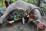 Lima dari delapan tersangka menunjukkan barang bukti gading dan senjata saat rekonstruksi kasus pembunuhan gajah Sumatera liar di Kabupaten Bengkalis, Riau, Rabu (11/2). Polda Riau menangkap delapan tersangka pemburu gading gajah yang telah membantai sedikitnya enam gajah Sumatera di Provinsi Riau dan Jambi. ANTARA FOTO/Wahyudie/FBA/Rei/ama/15.