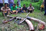 Lima dari delapan tersangka menunjukkan barang bukti gading di dekat bangkai gajah yang mereka bunuh saat rekonstruksi kasus di Kabupaten Bengkalis, Riau, Rabu (11/2). Polda Riau menangkap delapan tersangka pemburu gading gajah yang telah membantai sedikitnya enam gajah Sumatera di Provinsi Riau dan Jambi. ANTARA FOTO/Wahyudie/FBA/Rei/ama/15.