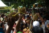 Banyuwangi (Antara Jatim) - Puluhan warga berebut durian merah pada Festival Buah Lokal di Banyuwangi, Jawa Timur, Sabtu (28/3). Festival yang digelar mulai 28 Maret - 3 April 2015 itu menampilkan aneka buah seperti durian, jeruk, manggis, pisang, melon, semangka dan pepaya. Khusus buah durian merah daerah itu, mampu menembus pasar mancanegara. Foto/Saiful Bahri/Uki/15