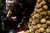 Banyuwangi (Antara Jatim) - Bupati Banyuwangi Abdullah Azwar Anas  (kiri) mencicipi buah durian merah di Festival Buah Lokal, Banyuwangi, Jawa Timur, Sabtu (28/3). Festival yang digelar mulai 28 Maret - 3 April 2015 itu menampilkan aneka buah seperti durian, jeruk, manggis, pisang, melon semangka dan pepaya. Khusus buah durian merah daerah itu, mampu menembus pasar mancanegara. FOTO/Saiful Bahri/Uki/15