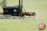 Seekor harimau Sumatra (Panthera tigris sumatrae), Panti (9 tahun) saat dilepasliarkan di hutan kawasan Tambling Wildlife Nature Conservation (TWNC), Pesisir Barat, Lampung, Selasa (3/3). TWNC melepasliarkan dua harimau sumatra, satu ekor jantan dan satu ekor betina bertujuan untuk meningkatkan populasi harimau yang mulai terancam punah. ANTARA FOTO/Regina Safri/ss/mes/15.