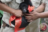 Petugas kebun binatang memasangkan kain pada seekor Owa Jawa pada Hari Tumpek Kandang atau hari suci khusus untuk binatang di Bali Zoo, Gianyar, Sabtu (7/3). Umat Hindu di Bali merayakan hari Tumpek Kandang dengan menggelar ruwatan bagi hewan peliharaan yang bertujuan agar binatang tersebut dapat berkembang dengan baik, harmonis, terjaga kelestariannya dan memberi manfaat positif bagi manusia. ANTARA FOTO/Nyoman Budhiana/i018/2015.