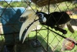 Salah satu jenis burung rangkong yang dipelihara di salah satu taman rekreasi dan hiburan di kawasan Sibreuh, Kabupaten Aceh Besar, Minggu (15/3). Indonesia merupakan negara yang paling banyak memiliki jenis burung Rangkong yang tercatat dari 57 spesies burung Rangkong di seluruh dunia 14 diantaranya terdapat di Indonesia namun populasinya terus menurun akibat berkurangnya sumber makanan, luas habitat dan perburuan. ANTARA FOTO/Irwansyah Putra/ss/pd/15.