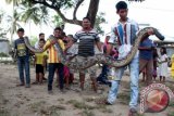 Warga melihat ular phython yang berhasil ditangkap di Desa Teupin Drum Kecamatan Darul Aman Kabupaten Aceh Timur, Aceh, Selasa (17/3). Ular phython yang panjangnya 6,8 meter yang ditemukan di permukiman warga tersebut diduga selama ini telah memangsa berbagai jenis hewan ternak. ANTARA FOTO/Syifa/Irp/Rei/ama/15.