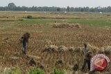   Lampung Timur Masuki Panen Padi