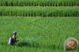 Petani menyemprotkan cairan pengendali hama ke tanaman padi di persawahan kawasan Sempidi, Kab. Badung, Bali, Senin (23/3). Penyemprotan tersebut dilakukan untuk mengendalikan dan memutus mata rantai hama yang merusak tanaman padi seperti hama ulat. ANTARA FOTO/Fikri Yusuf/wdy/15.