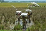 Tingkatkan Hasil Panen, Petani-PPL Diminta Intensif Berkomunikasi