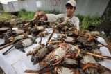 Nelayan merapikan kepiting tambak hasil panennya di Maros, Sulawesi Selatan, Rabu (25/3). Kepiting yang dijual Rp. 35 ribu per kilogram tersebut selanjutnya dikirim ke Manado dan Ambon. ANTARA FOTO/Yusran Uccang/Rei/Spt/15.