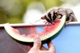 Seorang pecinta Sugar Glider (Petaurus Breviceps) memberi makan hewan peliharaanya ketika komunitas Sugar Glider Surabaya kampanye saat Hari Bebas Kendaraan Bermotor digelar di Surabaya, Jawa Timur, Minggu (29/3). Dalam kegiatan tersebut mereka saling berbagai mengenai memelihara binatang itu dan memperkenalkan kepada masyarakat tentang keunikannya. ANTARA FOTO/Zabur Karuru/Asf/pd/15.
