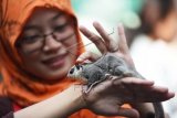 Warga mengamati seekor Sugar Glider (Petaurus Breviceps) ketika komunitas Sugar Glider Surabaya ketika kampanye saat Hari Bebas Kendaraan Bermotor digelar di Surabaya, Jawa Timur, Minggu (29/3). Dalam kegiatan tersebut mereka saling berbagai mengenai memelihara binatang itu dan memperkenalkan kepada masyarakat tentang keunikannya. ANTARA FOTO/Zabur Karuru/Asf/pd/15.