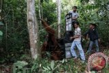 Petugas Yayasan Orangutan Sumatera Lestari - Orangutan Information Centre (YOSL-OIC) dan BKSDA Aceh, melakukan proses translokasi (pemindahan) orangutan sumatra (Pongo abelii) ke hutan lindung kawasan ekosistem Leuser Aceh Tamiang, Aceh, Sabtu (4/4). Orangutan jantan berumur 35 tahun tersebut dievakuasi dari perkebunan sawit di Desa Sumadam, Aceh Tamiang. ANTARA FOTO/Irsan Mulyadi/wdy/15.