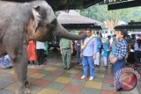 Mendikbud Anies Rasyid Baswedan mendapat kalungan bunga dari satwa gajah di Taman Safari Indonesia, Cisarua, Kabupaten Bogor, Jawa Barat, Sabtu (4/4) 2015. (ANTARA FOTO/Humas TSI).