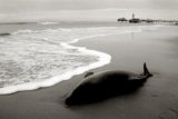 SAR Parangtritis berupaya selamatkan lumba-lumba terdampar 