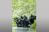 Prajurit pasukan khusus Intai Amfibi Marinir TNI AL melakukan "Swamp Forest Patrol" atau patroli dalam rawa kawasan hutan bakau Parang Kursi, Lampon, Pesanggaran, Banyuwangi, Jawa Timur, Rabu (8/4). Latihan tersebut merupakan bagian dari Latihan Standar Kemampuan Perorangan Dasar (SKPD) dan Latihan Standar Kemampuan Perorangan Lanjutan (SKPL), yang terdiri dari menembak reaksi dan barikade, menembak tempur offensif serta melaksanakan patroli intai tempur dan taktik kondisi tertentu. ANTARA FOTO/M Risyal Hidayat/ss/ama/15