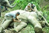 Pawang gajah (mahout) dari PLG Saree mengevakuasi seekor gajah Sumatera (Elephas maximum sumatranus) yang terperangkap jaring babi di Desa Seumanah Jaya, Rantoe Peureulak, Aceh Timur, Aceh, Senin (20/4). Evakuasi gajah liar jantan dibantu dua ekor gajah jinak untuk dibawa ke PLG Saree Kabupaten Aceh Besar. ANTARA FOTO/Syifa/Irp/ss/pd/15.