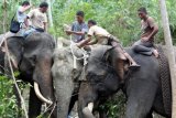 Pawang gajah (mahout) dari PLG Saree mengevakuasi seekor gajah Sumatera (Elephas maximum sumatranus) yang terperangkap jaring babi (tengah) di Desa Seumanah Jaya, Rantoe Peureulak, Aceh Timur, Aceh, Senin (20/4). Evakuasi gajah liar jantan dibantu dua ekor gajah jinak untuk dibawa ke PLG Saree Kabupaten Aceh Besar. ANTARA FOTO/Syifa/Irp/ss/pd/15.