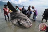 Sejumlah warga berusaha mengangkat ikan Pogo (dalam bahasa setempat) atau ikan Molamola (hypopthalmichtys molitrix) atau ikan Matahari (Sunfish) raksasa yang terdampar di Pantai Taman Ria Teluk Palu, Sulawesi Tengah, Selasa (28/4). Ikan yang termasuk langka seberat lebih kurang 1,5 ton dan panjang lebih dari dua meter itu ditemukan seorang nelayan dalam kondisi masih hidup yang kemudian mengusirnya ke laut lepas, namun ikan tersebut tidak beranjak dan terus terseret ke pantai hingga akhirnya mati. ANTARA FOTO/Basri Marzuki/wdy/15.