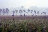 Bojonegoro (Antara Jatim) - Sejumlah pekerja memanen tanaman padi lahan banjir di Desa Ngablak, Kecamatan Dander, Kabupaten Bojonegoro, Jawa Timur, Kamis (9/4). Ribuan hektare tanaman padi di tepian  Bengawan Solo di hilir, Jawa Timur, mulai Bojonegoro, Tuban, dan Lamongan, sebagian besar selamat dari banjir, karena luapan sungai terpanjang di Jawa di wilayah setempat tidak besar. FOTO Slamet Agus Sudarmojo/15/Oka.