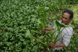 Surabaya (Antara Jatim) - Seorang warga mengambil tanaman eceng gondok yang memenuhi permukaan waduk di kawasan Surabaya Timur, Jawa Timur, Sabtu (25/4). Eceng gondok yang tumbuh liar di waduk tersebut dijual pada pengerajin yang dijadikan barang seni tersebut dijual per kilogramnya Rp4.000. foto M Risyal Hidayat/15/Chan.