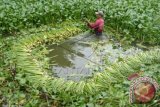 Seorang warga mengambil tanaman eceng gondok yang memenuhi permukaan waduk di kawasan Surabaya Timur, Jawa Timur, Sabtu (25/4). Eceng gondok yang tumbuh liar di waduk tersebut dijual pada perajin dengan harga Rp 4.000 perkilogramnya. (ANTARA FOTO/M Risyal Hidayat). 
