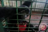 Seekor siamang (Symphalangus syndactylus) yang disita dari warga diamankan di Balai Konservasi Sumber Daya Alam (BKSDA) Banda Aceh, Aceh, Kamis (14/5). Sejak satu tahun terakhir BKSDA Aceh telah menyita puluhan satwa liar, langka dan dilindungi dari tangan warga dan sebagian diantaranya telah dilepasliarkan kembali ke habitatnya. ANTARA FOTO/Irwansyah Putra/ss/mes/15.
