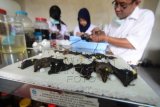 Peneliti bidang zoologi menunjukkan koleksi spesies fauna disela-sela Seminar Hari Keanekaragaman Hayati 2015 di Pusat Penelitian Biologi LIPI Komplek Cibinong Science Center (CSC) , Cibinong, Bogor, Jabar, Selasa (26/5). CSC memiliki sekitar dua juta spesimen botani dan mikroba yang dikoleksi sejak tahun 1841 dan berdasarkan jumlah dan keanekaragaman koleksinya maka CSC merupakan yang terbesar ketiga di dunia setelah gedung Herbarium di Leiden belanda dan Qyu di Inggris. ANTARA FOTO/Jafkhairi/15