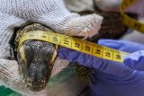 Petugas mengukur badan anak komodo (Varanus komodoensis) saat pemasangan microchip di Kebun Binatang Surabaya (KBS), Surabaya, Jawa Timur, Rabu (27/5). Sebanyak 12 ekor anak komodo dilakukan pemasangan microchip untuk mempermudah pengawasan dan perawatan pada populasi komodo yang dimiliki oleh KBS. ANTARA FOTO/Umarul Faruq/Zk/ama/15