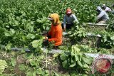 Buruh tani memanen sawi di area persawahan Badas, Kediri, Senin (25/5). Panen yang melimpah membuat harga sawi di tingkat petani turun dari semula Rp3.500 menjadi Rp2.000 per kg. Antara Jatim/Prasetia Fauzani/zk/15