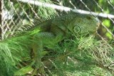 Koleksi satwa Maharani Zoo Iguana hijau di Paciran, Lamongan, Jawa Timur, Senin (11/5). Kebun Binatang Maharani yang juga lembga konservasi saat ini memiliki koleksi satwa kurang lebih sebanyak 800 ekor dari ratusan spesies. Antara Jatim/Foto/Syaiful Arif/Oka/15.