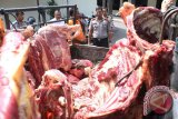 Kapolres Tulungagung AKBP FX Bhirawa Braja Paksa (kanan) memeriksa barang bukti daging sapi gelonggongan di halaman Mapolres Tulungagung, Jawa Timur, Senin (1/6). Polisi berhasil mengungkap praktik penyembelihan sapi dengan cara digelonggong lebih dulu di sebuah tempat pemotongan hewan di daerah itu, dan mengamankan barang bukti daging gelonggongan seberat 2,6 ton. Antara Jatim/Foto/Destyan Sujarwoko/15