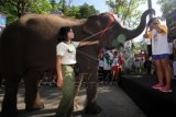Gajah Taman Safari Indonesia, Widya mengalungi pelari tercepat Safari Run 5 K 2015 di kompleks Taman Safari Indonesia II Prigen, Pasuruan, Jawa Timur, Minggu (31/5). Kegiatan yang diikuti oleh 1200 peserta tersebut bertujuan untuk mengajak masyarakat untuk hidup sehat dan mencintai satwa sekaligus memperingati Hari Lingkungan Hidup. ANTARA FOTO/Moch Asim/Zk/15