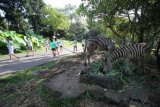 Sejumlah peserta melintas di depan kandang Zebra saat mengikuti Safari Run 5K 2015 di kompleks Taman Safari Indonesia II Prigen, Pasuruan, Jawa Timur, Minggu (31/5). Kegiatan yang diikuti oleh 1200 peserta tersebut bertujuan untuk mengajak masyarakat untuk hidup sehat dan mencintai satwa sekaligus memperingati Hari Lingkungan Hidup. ANTARA FOTO/Moch Asim/Zk/ss/nz/15