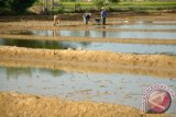 Pekerja menyaiapkan lahan garam, di Desa Jarin, Pamekasan, Jatim, Jumat (6/5). Beberapa waktu lalu salah satu anggota Komisi VI DPR RI yang membidangi BUMN, Perindustrian dan Perdagangan berjanji akan mengajak PT Garam untuk memberikan pelatihan kepada petani garam di Madura sebagai bentuk corporate social responsibilty (CSR) apalagi tahun ini PT Garam mendapat dana Penyertaan Modal Negara (PMN) sebesar Rp 300 miliar. Antara Jatim/Foto/Saiful Bahri/15


