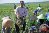 Menteri Petanian (Mentan) Andi Amran Sulaiman memanen bawang merah bersama petani di Desa Sigentong, Brebes, Jawa Tengah, Jumat (12/6). Mentan mengatakan ketersediaan bawang merah saat ini sampai Lebaran dan akhir tahun 2015 dipastikan aman, karena kebutuhan nasional bawang merah dari Brebes meningkat dari 35 persen menjadi 40 persen. ANTARA FOTO/Oky Lukmansyah/wdy/15.