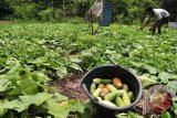 Petani memanen buah timun Aceh di perbukitan desa Kueh, Kecamatan Lhoknga, Aceh Besar, Aceh, Sabtu (13/6). Menjelang bulan ramadhan, para petani di daerah itu mulai memanen buah timun dengan harga jual di pasaran  bergerak naik dari Rp4.000 menjadi Rp5.000 perkilo. ACEH.ANTARANEWS.COM/Ampelsa/15