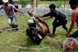 Petugas dapur mengikat sapi (lembu meugang) untuk disembelih di lokasi komplek penampungan sementara pengungsi Rohingya Desa Blang Ado kecamatan Kuta Makmur, Aceh Utara, Provinsi Aceh. Rabu (17/6). Tradisi perayaan meugang menjelang berpuasa pada tahun ini turut dinikmati para pengungsi Rohingya di tempat penampungan. ANTARA FOTO/Rahmad/Rei/kye/15.