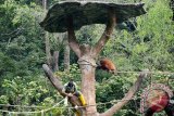 Seorang pekerja memperbaiki rumah wahana satwa langka di tempat Konservasi -Ex-Situ- (di luar habitat) Orang Utan ASAL Kalimantan, di Taman Safari Idenesia (TSI), Cisarua, Kabupaten Bogor, Jawa Barat.(ANTARA FOTO/M.Tohamaksun).