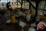 Peternak memberi pakan ayam potong, di Desa Blu'uran, Karang Penang, Sampang, Jatim, Minggu (21/6). Harga ayam potong di daerah itu turun dari Rp33.000 per kg menjadii Rp30.000 per kg akibat stok ditingkat peternak melimpah. Antara Jatim/Foto/Saiful Bahri/15