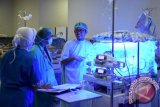 Tim dokter spesialis anak RSUD dr Soetomo, Dokter Tri Martono Utomo (kanan) memantau bayi kembar lima pasangan dari Kapten Laut (T) Hari Saputra dan Nia Rachmawati di Ruang NICU Gedung Bedah Pusat Terpadu (GBPT) RSUD Dr Soetomo, Surabaya, Jawa Timur, Selasa (23/6). Bayi kembar lima yang merupakan hasil inseminasi tersebut terus dilakukan perawatan intensif karena kelainan jantung disebabkan bayi kembar lima terlahir prematur.Antara Jatim/M Risyal Hidayat/15