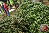 Seorang petani memotong buah kolang kaling usai panen di Desa Karang mulya, Kabupaten Tegal, Jawa Tengah. Dalam satu hari petani mampu memanen 40 kg buah kolang kaling yang dijual Rp 10 ribu/kg. (ANTARA FOTO/Oky Lukmansyah/Dok).