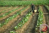 Petani menyiram tanaman tembakau, di Desa Sumedangan, Pamekasan, Jatim, Rabu (23/6). Menurut Komisi Urusan Tembakau Pamekasan (KUTP) asumsi Break Even Poin (BEP) harga jual tembakau Madura pada musim tanam tembakau tahun ini sebesar Rp32.000 per kilogram atau naik dari tahun 2014  yang mencapai Rp29.396 per kilogram. Antara Jatim/Foto/Saiful Bahri/15