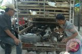 Pedagang menggelar bebek dagangannya, di Pasar 17 Agustus, Pamekasan, Jatim, Kamis (25/6). Harga bebek potong relatif setabil antara Rp25 ribu hingga Rp30 ribu per ekor tergantung ukuran. Sementara bebek dewasa naik dari Rp47.500 menjadi Rp50 ribu per ekor. Antara Jatim/Foto/Saiful Bahri/15