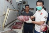 Petugas menunjukan daging sapi oplosan yang merupakan daging babi saat melakukan pengerebekan di sebuah rumah yang dijadikan gudang dikawasan Jalan Penjernihan, Surabaya, Jawa Timur, Jumat (26/6). Dalam pengerebekan oleh Kepolisian Polrestabes Surabaya tersebut berhasil mengamankan tujuh orang tersangka serta daging babi yang akan dijual sebagai daging sapi ke sejumlah pasar tradisional di Surabaya. Antara Jatim/Herman Dewantoro/Zk/15.