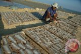 Pekerja menjemur ikan, di kampung nelayan Branta Pesisir, Tlanakan, Pamekasan, Jawa Timur, Jumat (26/6). Teriknya sinar matahari pada musim kemarau tahun ini, membawa berkah bagi nelayan setempat, karena dapat meningkatkan produksi ikan kering hingga tiga kali lipat dibanding saat musim hujan. ANTARA FOTO/Saiful Bahri/15