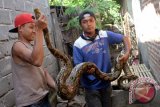 Dua warga memegangi ular sanca kembang berukuran 3,6 meter dan bobot 25 kilogram yang tertangkap di dekat pemukiman penduduk di Tulungagung, Jawa Timur, Kamis (2/7). Sanca kembang atau sanca batik adalah sejenis ular dari suku Pythonidae yang berukuran besar dan memiliki ukuran tubuh terpanjang di antara ular lain, yakni bisa mencapai 8.5 meter, lebih panjang dari anakonda (eunectes) yang merupakan ular terbesar dan terpanjang di Amerika Selatan. Antara Jatim/Foto/Destyan Sujarwoko/15